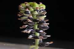 Psoralea corylifolia